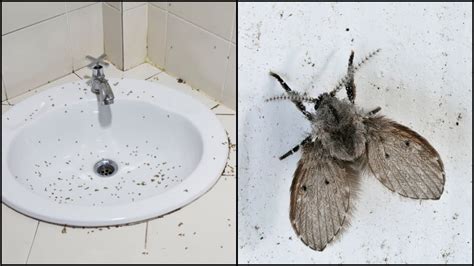 傳統廁所 家中有蚊